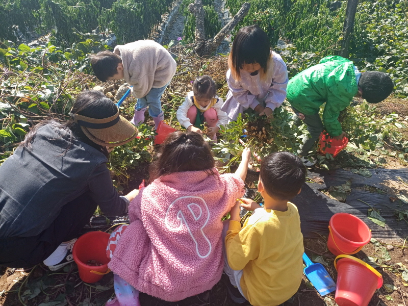 10.11 고구마, 땅콩 캐기 사진